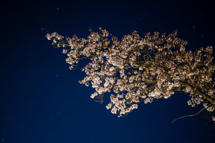 A long bloom